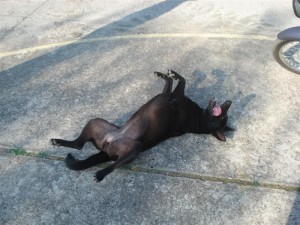 Dara Fingindo de morta